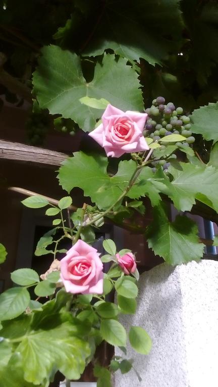 זאדאר Apartment Yelena Rose West מראה חיצוני תמונה
